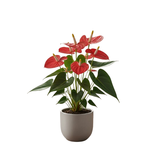 Planta Exemplo
