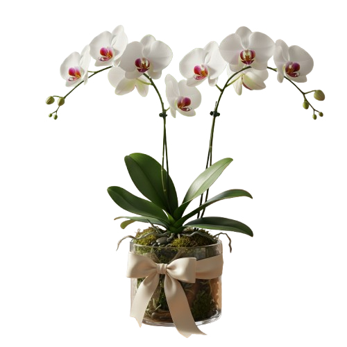 Orquídea Phalaenopsis