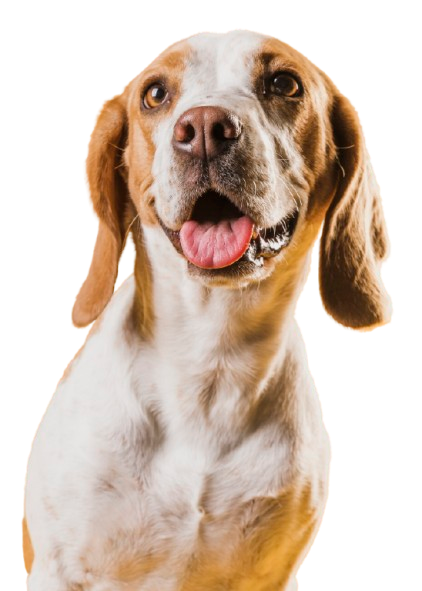Cachorro feliz e saudável